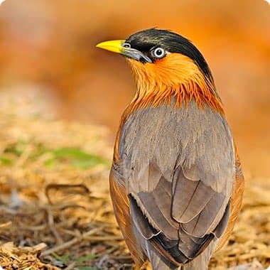 Bird
